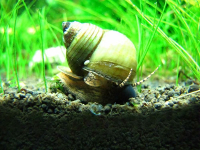 Улитка Филопалюдина Мартенси